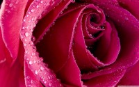 /album/feny-angyalai/beautiful-rose-bud-wallpaper-2560x1600-jpg/