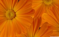 /album/feny-angyalai/marigolds-2-wallpaper-2560x1600-jpg/