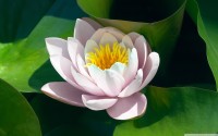 /album/feny-angyalai/water-lily-flower-wallpaper-2560x1600-jpg/